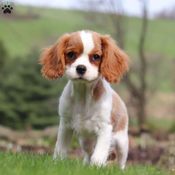 Celesta, Cavalier King Charles Spaniel Puppy